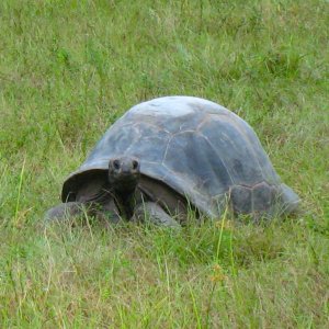 ALDABRA BREEDER