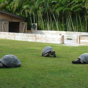 ALDABRA BREEDER