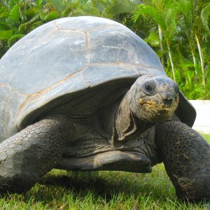 ALDABRA BREEDER