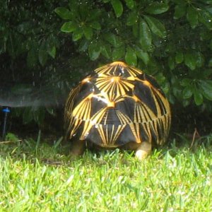 ALDABRA BREEDER