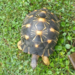 ALDABRA BREEDER