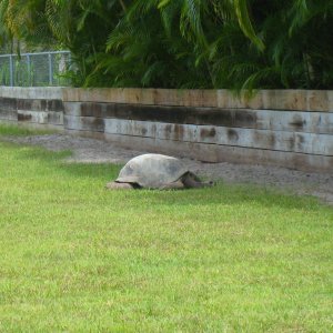 ALDABRA BREEDER
