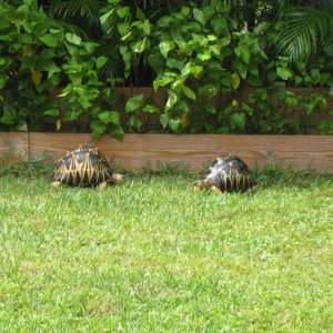 ALDABRA BREEDER