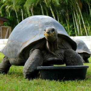 ALDABRA BREEDER