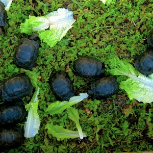 ALDABRA BREEDER