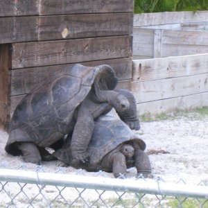 ALDABRA BREEDER