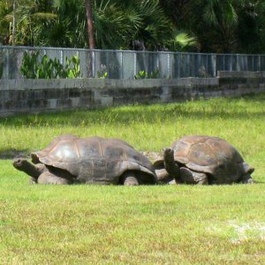 ALDABRA BREEDER