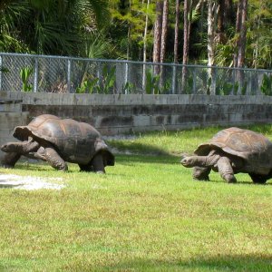 ALDABRA BREEDER