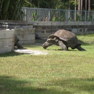 ALDABRA BREEDER