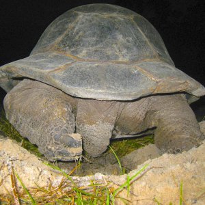 ALDABRA BREEDER