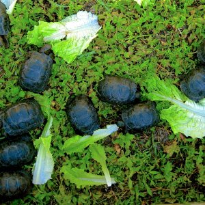 ALDABRA BREEDER