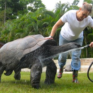 ALDABRA BREEDER