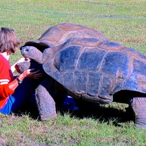 ALDABRA BREEDER