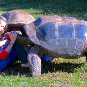 ALDABRA BREEDER