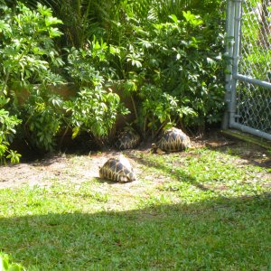 ALDABRA BREEDER