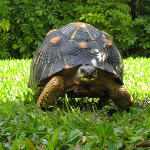 ALDABRA BREEDER