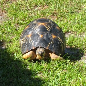 ALDABRA BREEDER