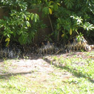 ALDABRA BREEDER