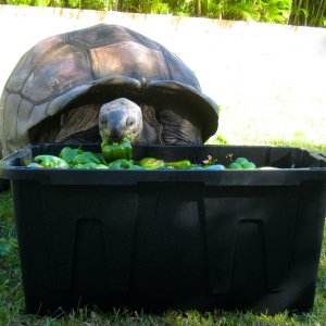 ALDABRA BREEDER