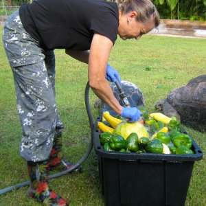 ALDABRA BREEDER