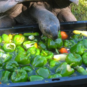ALDABRA BREEDER