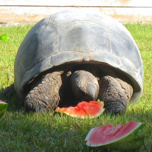 ALDABRA BREEDER