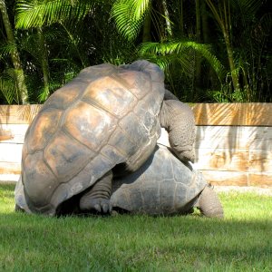 ALDABRA BREEDER