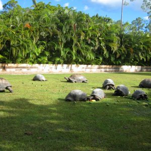 ALDABRA BREEDER