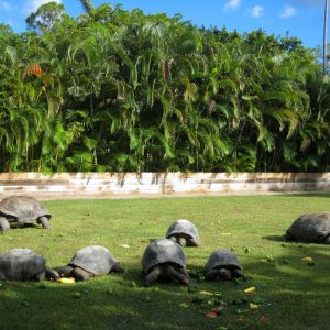 ALDABRA BREEDER