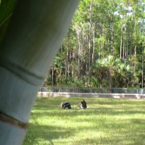 ALDABRA BREEDER
