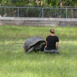 ALDABRA BREEDER