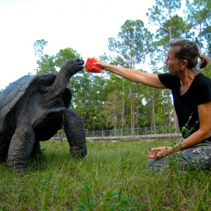 ALDABRA BREEDER