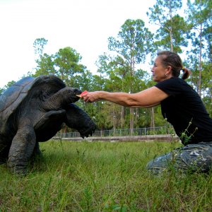 ALDABRA BREEDER