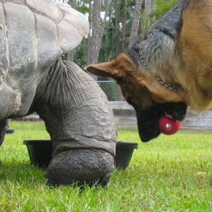 ALDABRA BREEDER