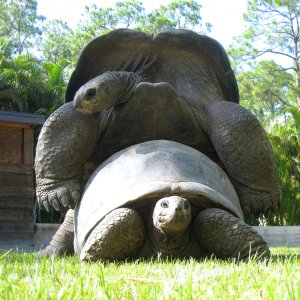 ALDABRA BREEDER