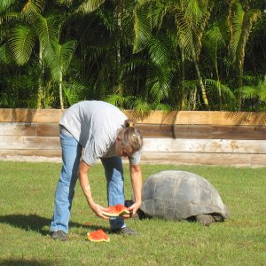 ALDABRA BREEDER