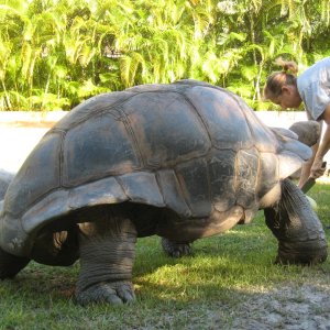 ALDABRA BREEDER