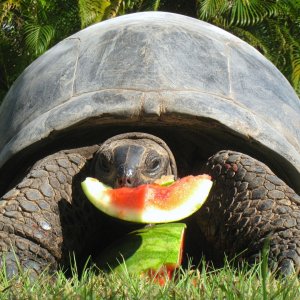 ALDABRA BREEDER