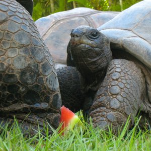 ALDABRA BREEDER