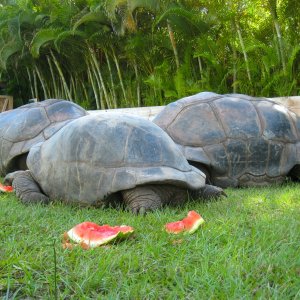 ALDABRA BREEDER