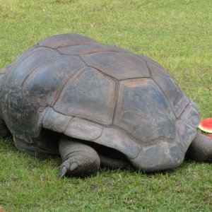 ALDABRA BREEDER