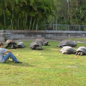 ALDABRA BREEDER