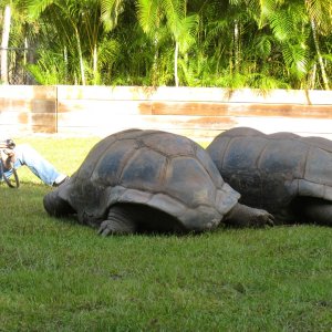 ALDABRA BREEDER