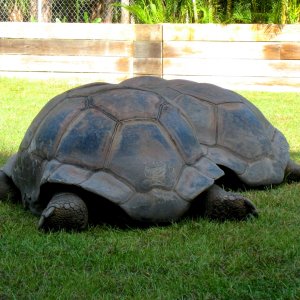 ALDABRA BREEDER