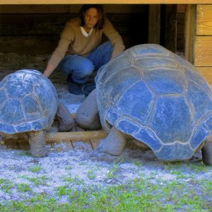 ALDABRA BREEDER