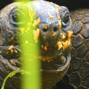 ALDABRA BREEDER
