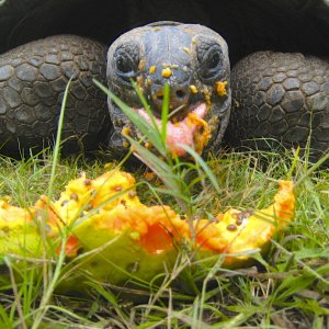 ALDABRA BREEDER
