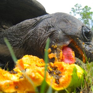 ALDABRA BREEDER