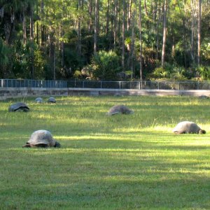 ALDABRA BREEDER