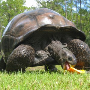 ALDABRA BREEDER